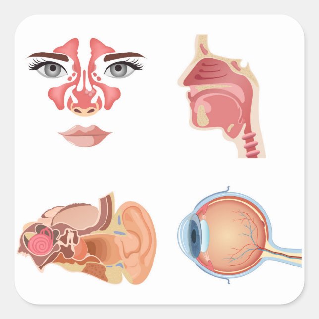 Internal human organs square sticker (Front)