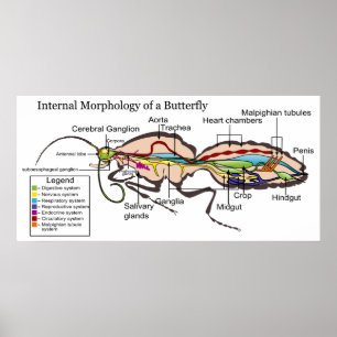 Internal Morphology of Moth Butterfly Lepidoptera Poster