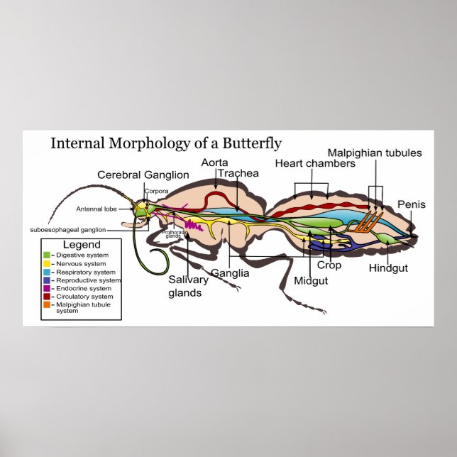 Internal Morphology of Moth Butterfly Lepidoptera Poster (Front)