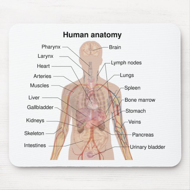 Internal Organs Human Body Anatomy Chart Mouse Pad (Front)