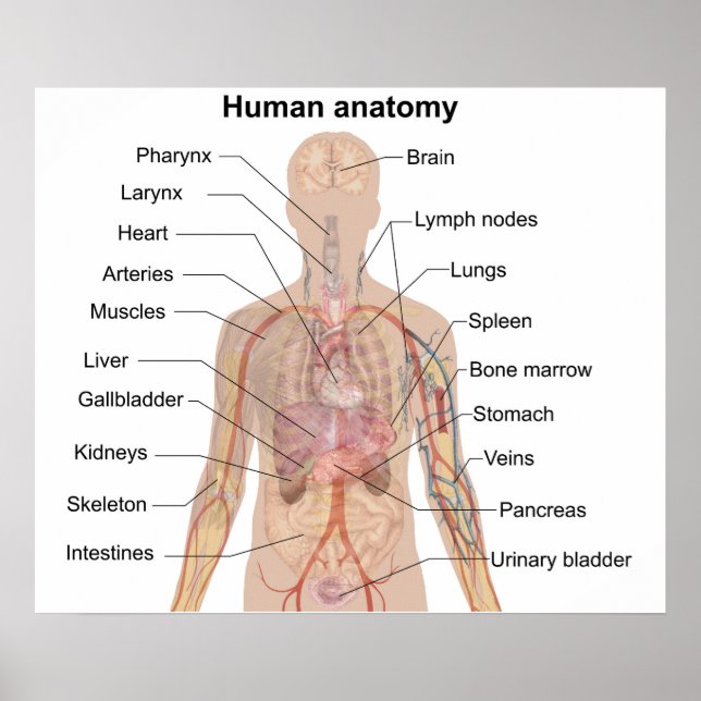 Internal Organs Human Body Anatomy Chart Poster  (Front)
