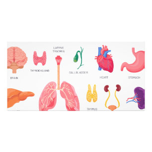 Internal organs of body parts photo print