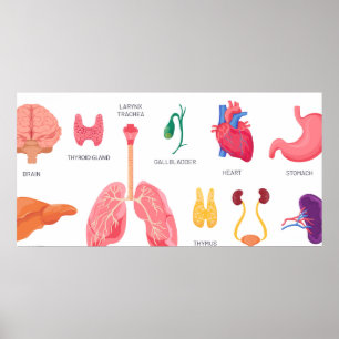 Internal organs of body parts poster