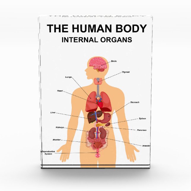 Internal organs of human body photo block (Front)