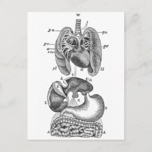 Internal Organs Postcard