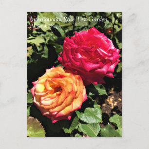 International Rose Test Garden, Portland, Oregon P Postcard
