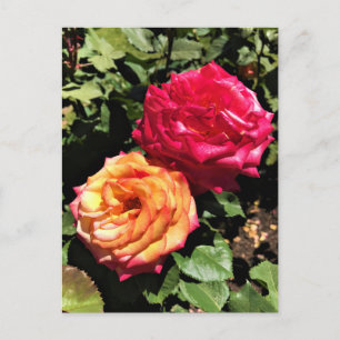 International Rose Test Garden, Portland, Oregon Postcard