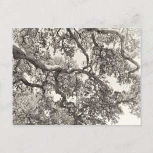 Intertwined Postcard