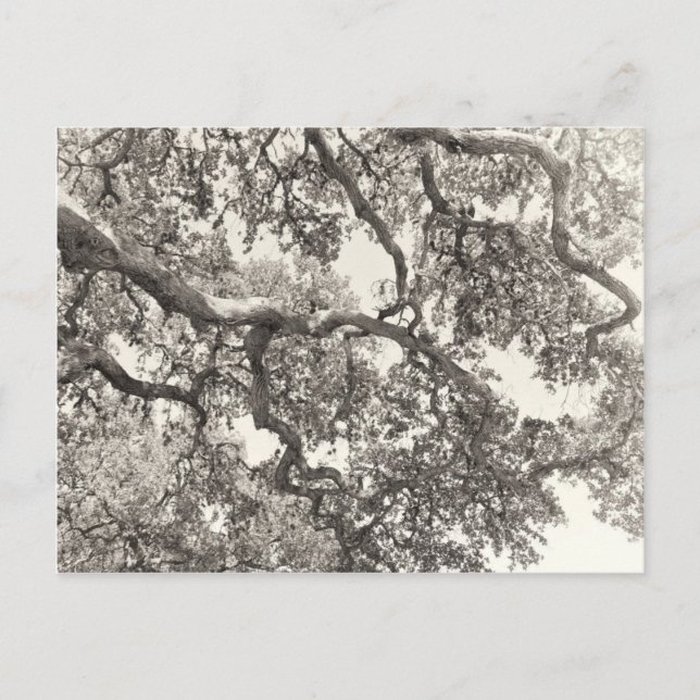 Intertwined Postcard (Front)