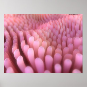 Intestinal Villi 2 Poster