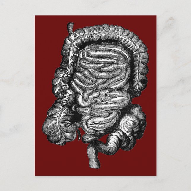 INTESTINES DIAGRAM VINTAGE POSTCARD (Front)
