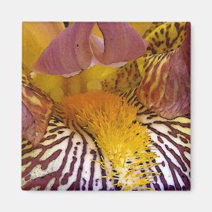 Intimate Iris Magnet