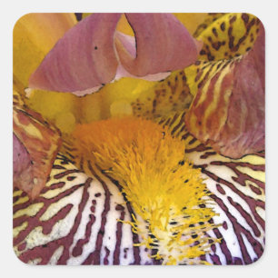Intimate Iris Square Sticker
