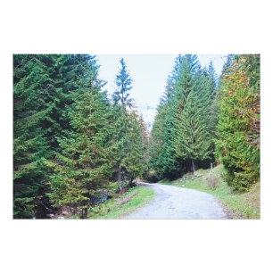 Into the Forest Heart - Wild Nature Romania Photo Print