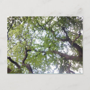 Into the Tree Canopy Photo Postcard