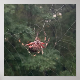 Into the Web (Spider on web) Poster