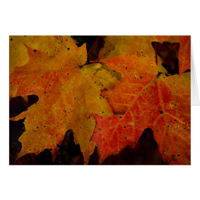 Into the Woods (Front Horizontal)