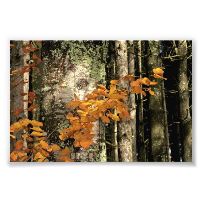 Into the woods photo print (Front)