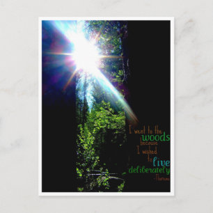 Into the Woods Postcard