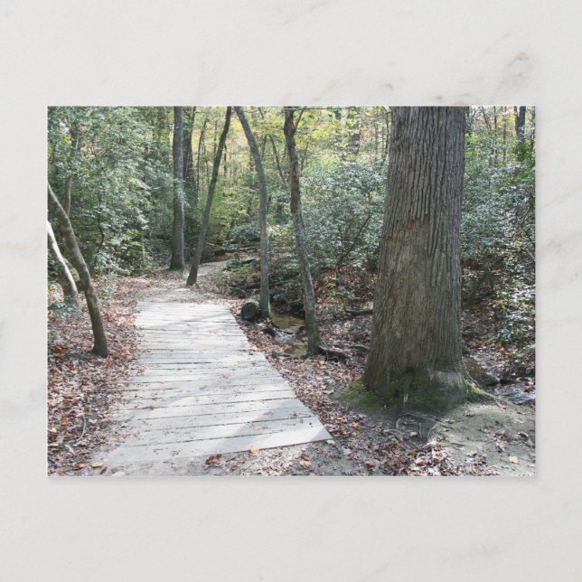 Into the Woods Postcard (Front)