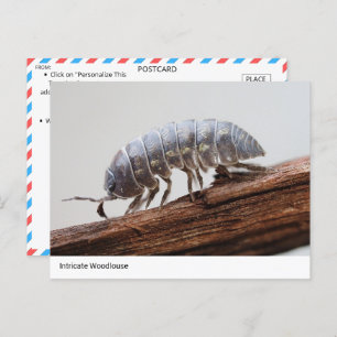 Intricate Woodlouse on Bark - Nature’s Marvel Postcard
