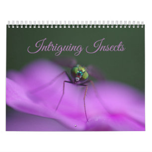 Intriguing Insects Calendar