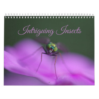 Intriguing Insects Calendar