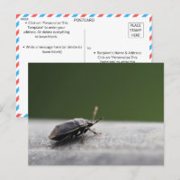 Intriguing Macro Shot of a Stink Bug - Nature Post