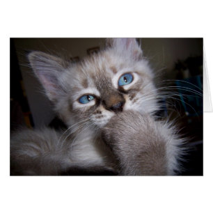 Introspective Thinker