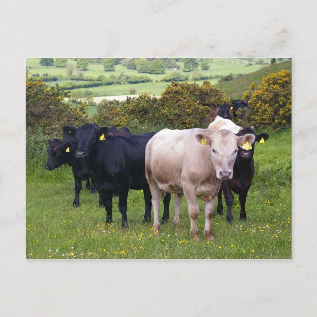 Invasion Postcard (Front)