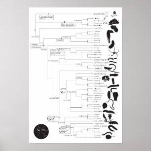 Inverts: Exploring the animal tree of life Poster