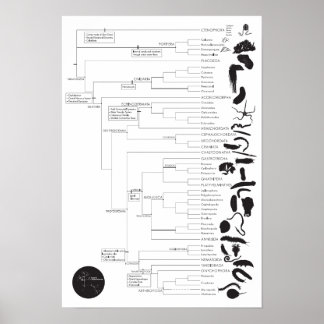 Inverts: Exploring the animal tree of life Poster