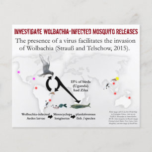 Investigate Wolbachia 2-Sided Flyer by RoseWrites