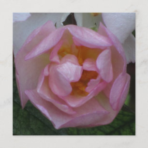 Invitación - Fiesta Cumpleaños - La Rosa Rosa Invitation