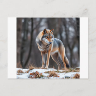 Invitation and announcement 