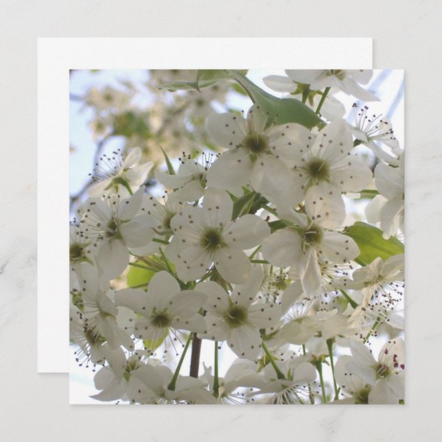 Invitation - Blooming Bradford Pear (Front/Back)