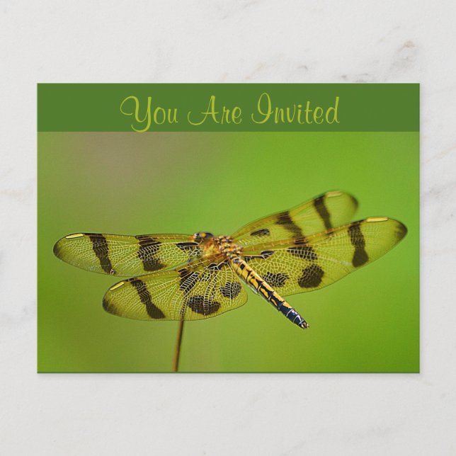 Invitation Dragonfly Postcard (Front)