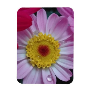Invitation Magnet