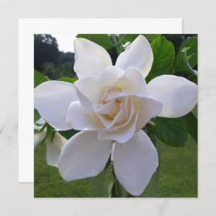 Invitation - Naturally Gorgeous Gardenia