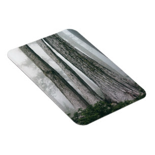 Invoking the Forest Magnet