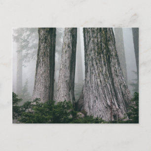Invoking the Forest Postcard