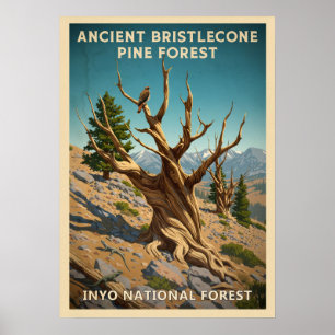 Inyo - Ancient Bristlecone Pine Forest V01 Poster