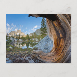 Inyo National Forest, California Postcard