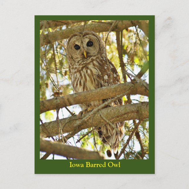 Iowa Barred Owl Postcard (Front)