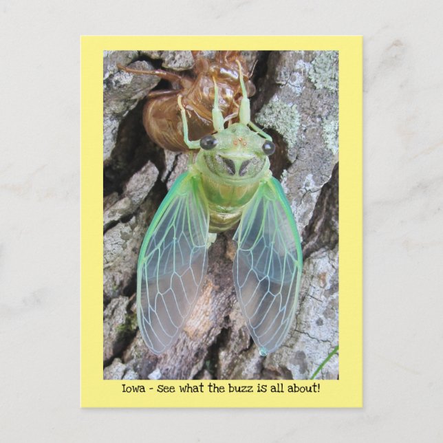 Iowa Cicada emerging from shell Postcard (Front)