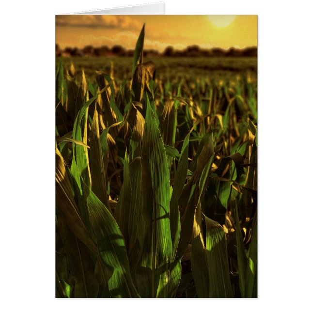 Iowa Corn Landscape Card (Front)