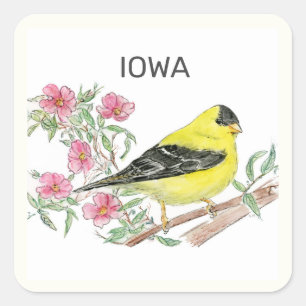 Iowa state bird and flower square sticker