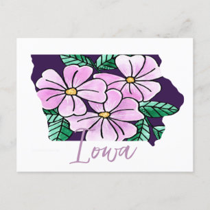 Iowa State Flower Postcard