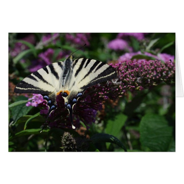 Iphiclides podalirius (Front Horizontal)