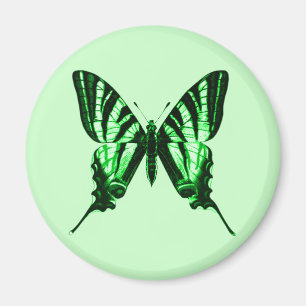 Iphiclides podalirius Magnet